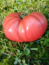 Load image into Gallery viewer, German Pink Tomato Plant