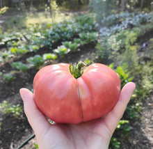Load image into Gallery viewer, German Pink Tomato Plant