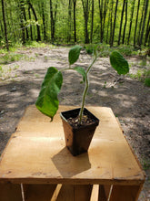 Load image into Gallery viewer, German Pink Tomato Plant