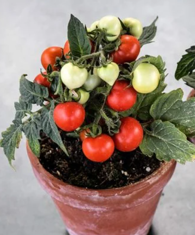 Micro Tom Dwarf Tomato Plant