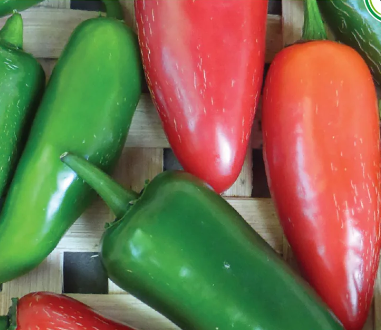 Jalapeno Pepper Plant - 