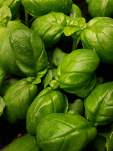 Load image into Gallery viewer, Basil - Genovese Plant
