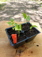 Load image into Gallery viewer, Lunchbox Pepper Plant
