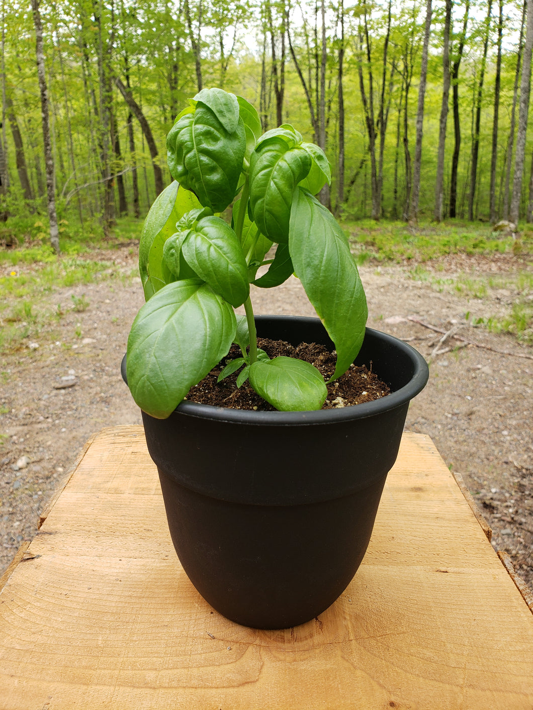 Basil - Genovese Plant