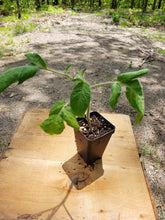 Load image into Gallery viewer, German Pink Tomato Plant

