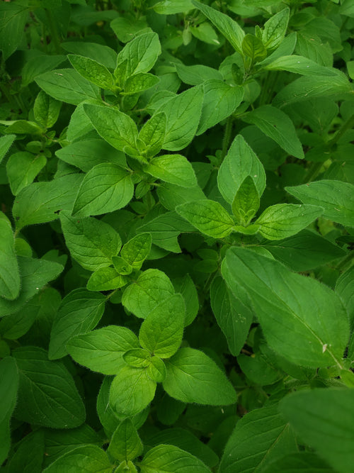 Fresh Oregano Leaf