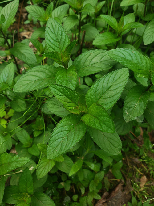 Dried Chocolate Mint Tea Leaves